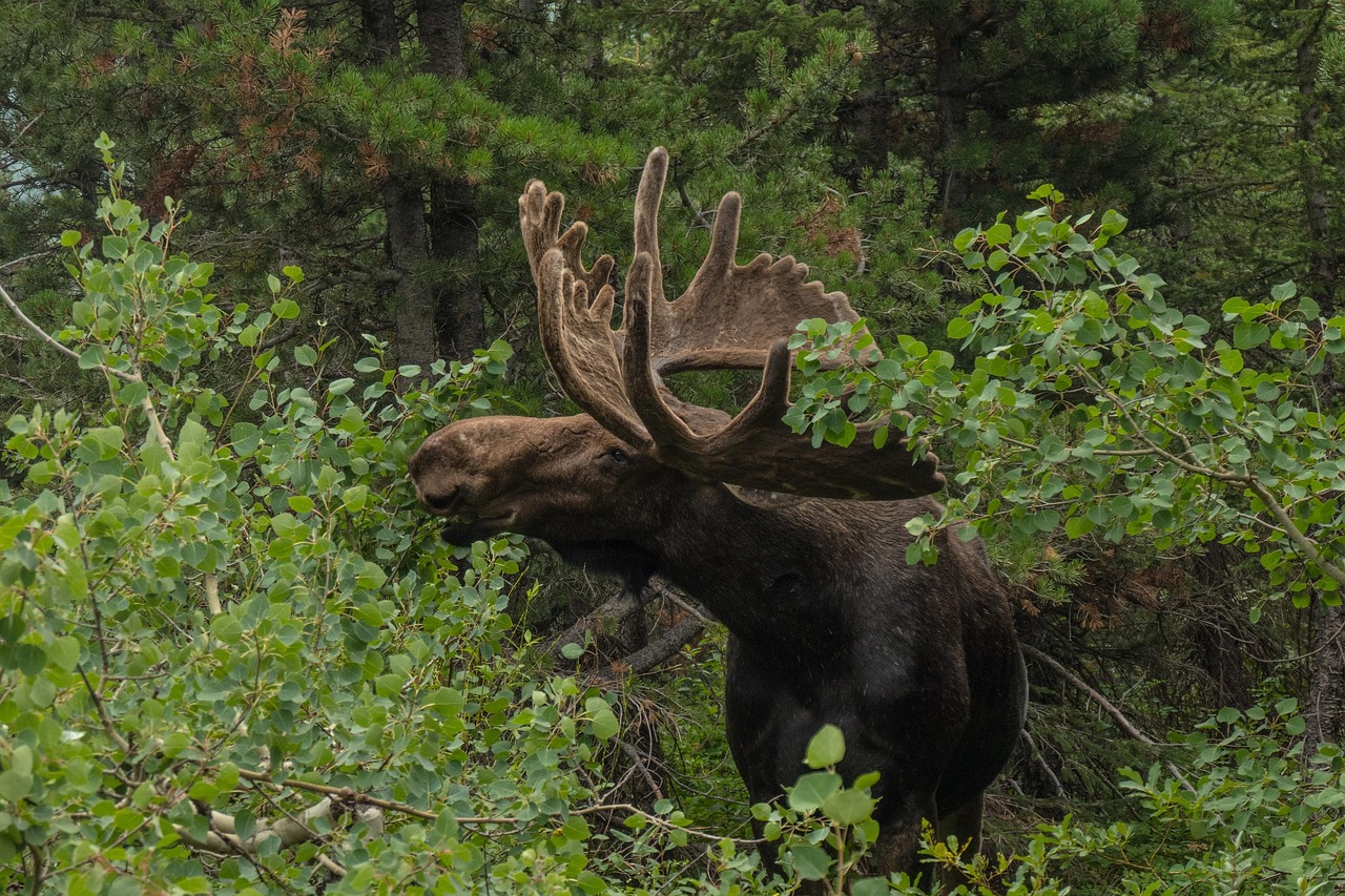 Canadian Moose Relocated Safely at Casino Rama in Ontario - Image