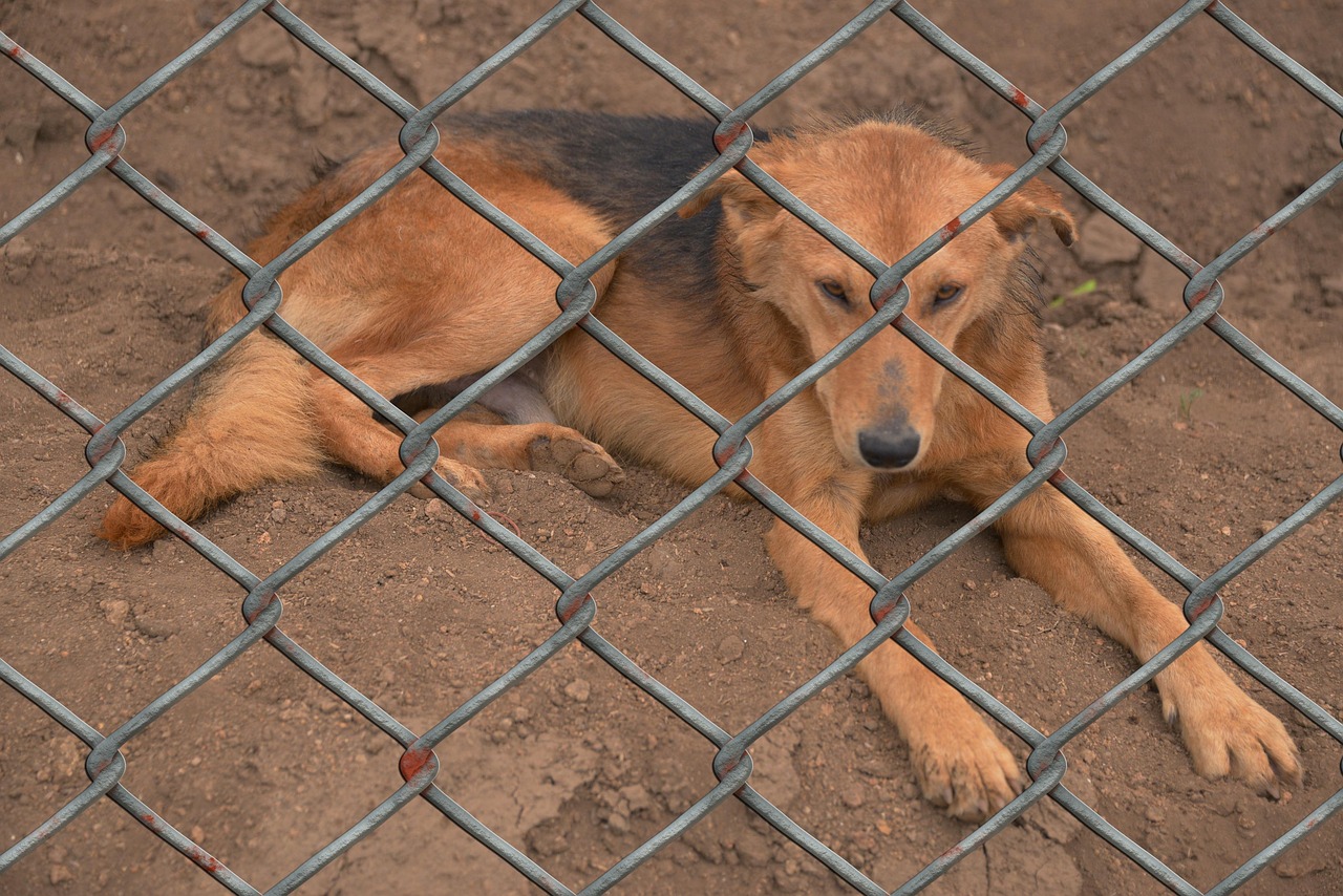 'Trainer' who Killed Famous Poker Player's Dog Won't Face Prison - Image